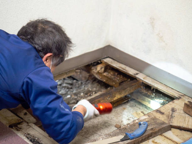 Best Health and Safety Mold Remediation in Cedar Creek, TX