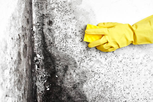 Best Mold Testing and Inspection Services in Cedar Creek, TX