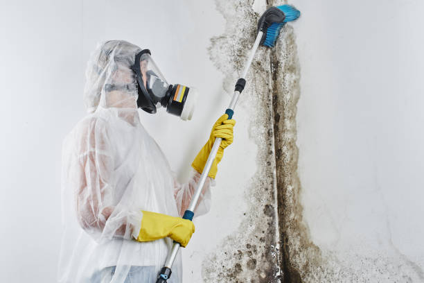 Best Basement Mold Remediation in Cedar Creek, TX