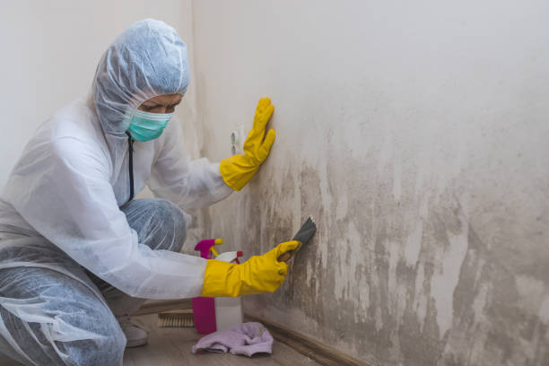 Best Black Mold Remediation in Cedar Creek, TX
