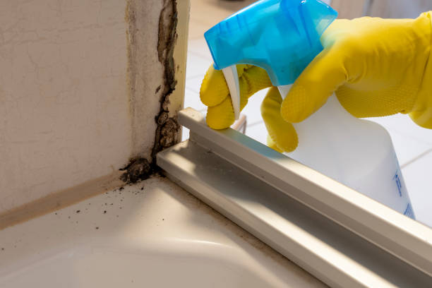 Best Post-Flood Mold Remediation in Cedar Creek, TX