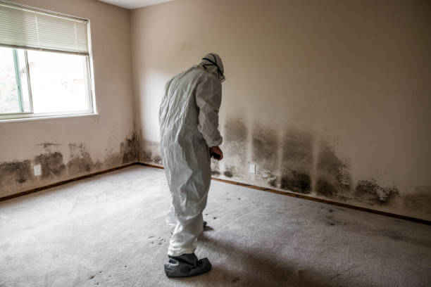 Best Post-Flood Mold Remediation in Cedar Creek, TX
