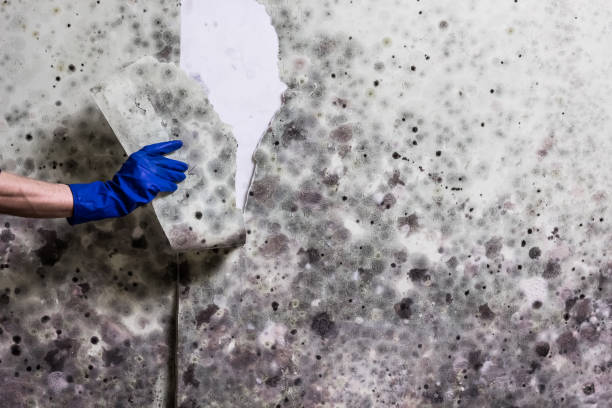 Best Residential Mold Remediation in Cedar Creek, TX