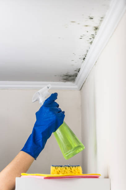 Best Insurance-Related Mold Remediation in Cedar Creek, TX