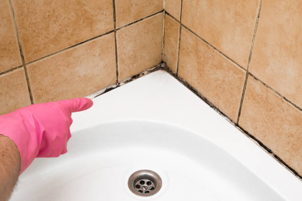 Best DIY Mold Remediation Support Services in Cedar Creek, TX